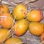 Fruit of Mangifera indica-Alphonso mango