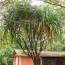 Pandanus furcatus_Tree