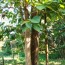 Tectona grandis-Tree