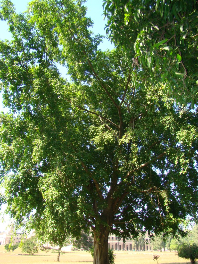 Ficus Altissima