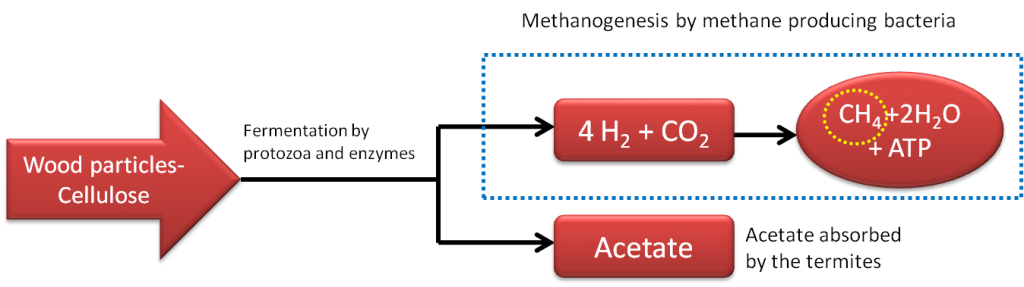 Methane production by termites