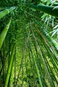 Bamboo