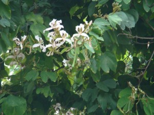 Bauhinia purpurea-Flowers