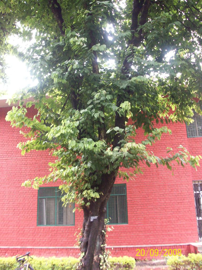 Bauhinia purpurea-Full Tree