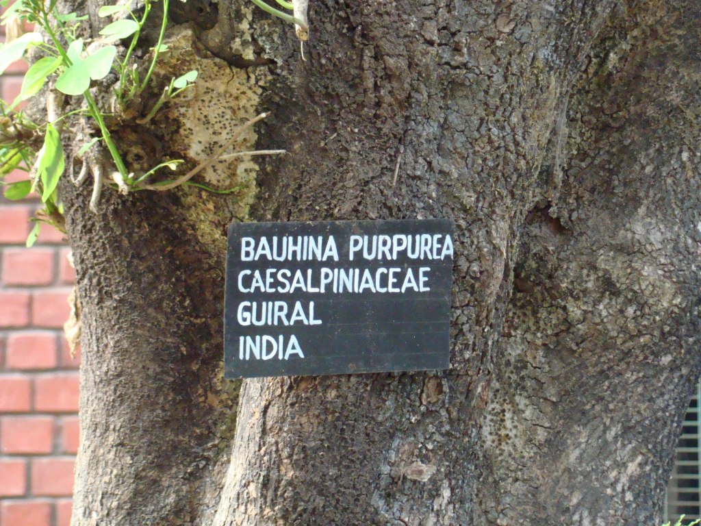 Bauhinia purpurea-Trunk