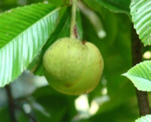 Dillenia indica-Fruit
