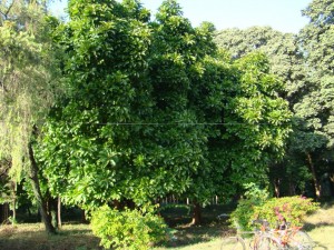 Dillenia indica-Tree