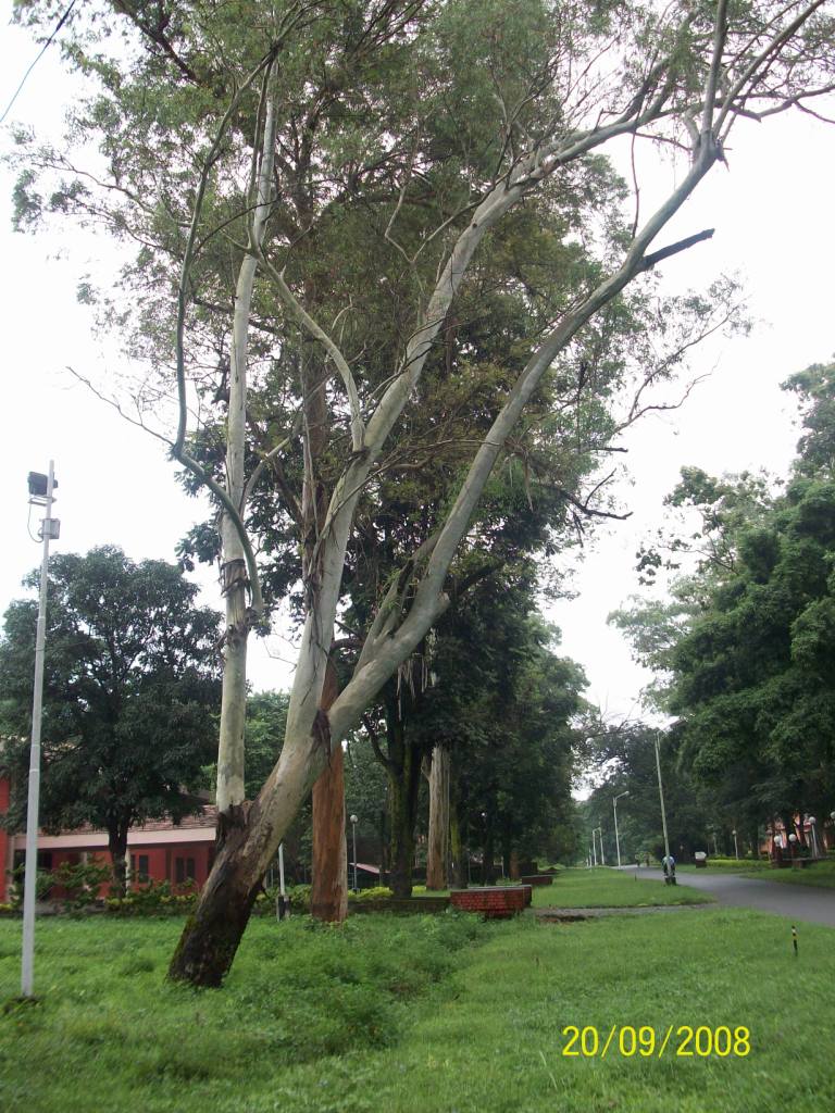 Eucalyptus spp_tree
