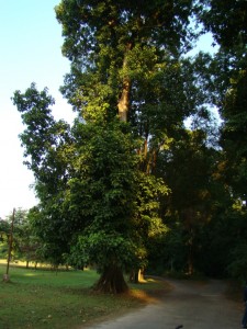 Sterculia spp. - Tree