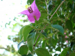 Mallotus philippensis-Flower