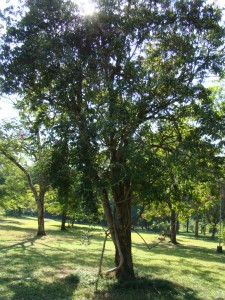 Mallotus philippensis-Tree