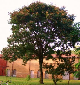 Peltophorum africanum_single tree