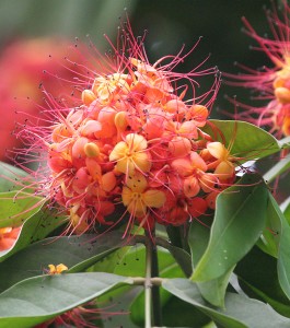 Saraca asoka- Flower