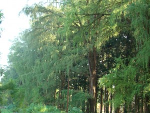 Taxodium mucronatum-Tree