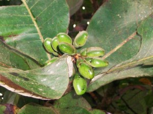 Semecarpus anacardium_Early stage fruits
