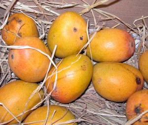 Fruit of Mangifera indica-Alphonso mango