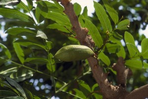 Castanospermum australe-Fruit