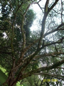 Ficus krishane