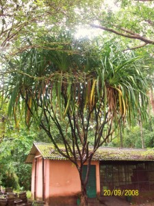 Pandanus furcatus_Tree