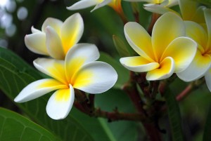 Plumeria flowers