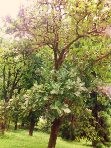 Semecarpus anacardium_Tree