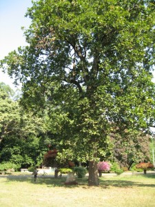 Shorea robusta-Full grown tree