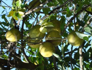 Citrus grandis_Fruits