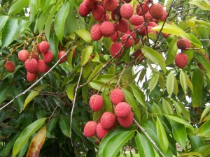 Litchi chinensis-Fruits