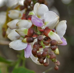 Pongamia pinnata_Flower