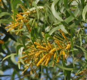 Acacia auriculiformis_Flowers