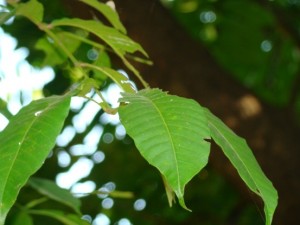 Dysoxylum binectariferum_Leaves