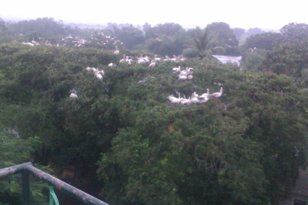 Birds at Telineelapuram Andhra Pradesh