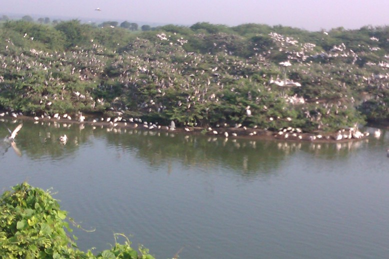 Uppalapadu lake with birds