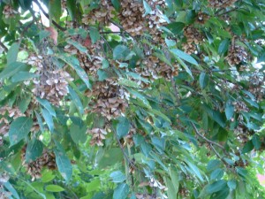 Acer oblongum-Leaves