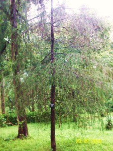 Cedrus deodara-Tree