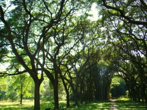 Peltophorum africanum_Trees