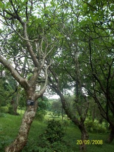 Plumeria-Tree
