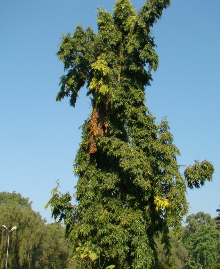 Polyalthia longifolia