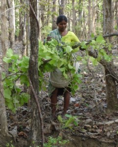 Tendu Leaf Collection in Forest of Chhattisgarh in India