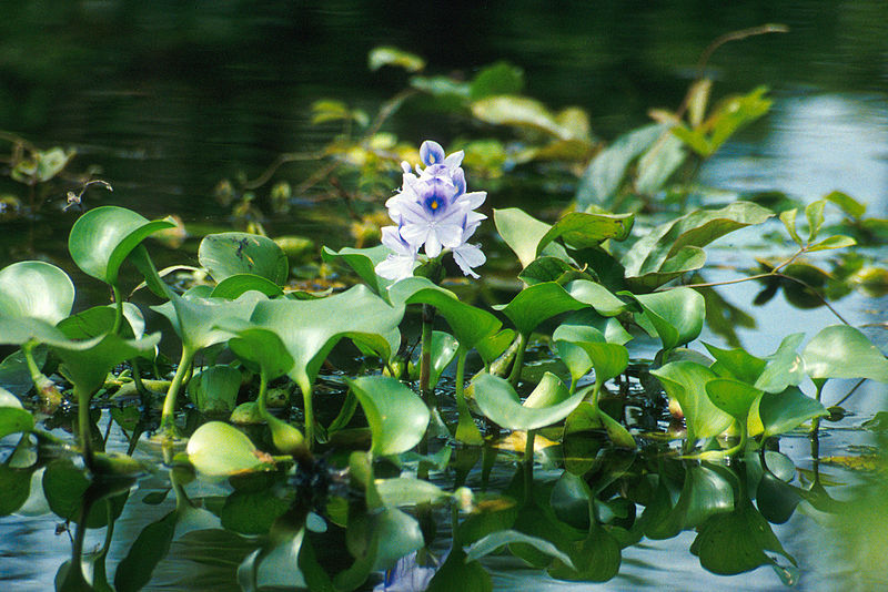 Water_hyacinth