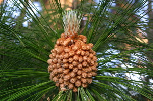 Male cones of Pinus roxburghii