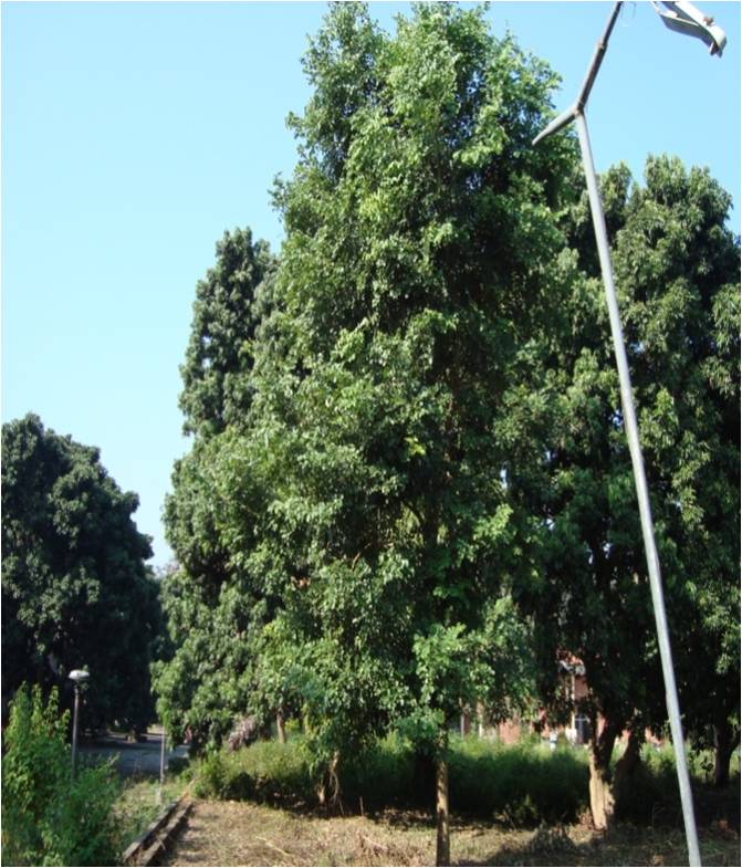 Dalbergia latifolia tree at FRI Dehradun campus