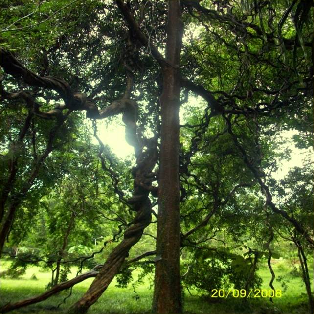 Michelia -Tree