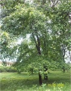 Liquidambar formosana