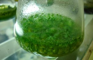 Biofertilizers-Blue-green algae