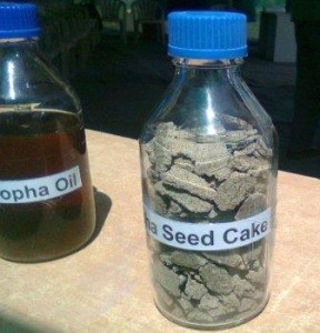 Biofuel made from Jatropha
