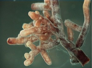 Mycorrhizal root tips -Amanita