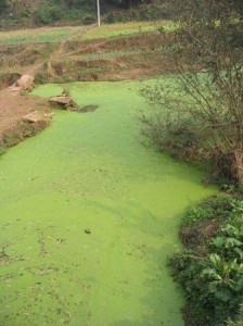 River algae