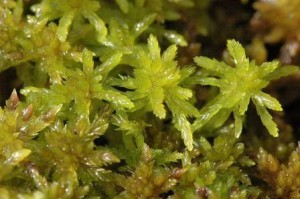 Sphagnum flexuosum