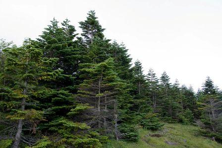 The conifer forest